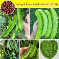 ราคา เมล็ดพันธุ์ ถั่วพู บรรจุ 25-30เมล็ด Organic Winged Beans Seed Vegetable Seeds for Planting เมล็ดถั่วพู เมล็ดพันธุ์ผัก (57110145768)