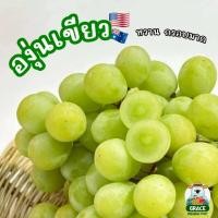 ราคา องุ่นเขียว Sweet Globe อเมริกา เนื้อแข็งกรอบ ไร้เมล็ด หวานอร่อย ส่งแช่เย็น 0-8 องศา (43419002504)