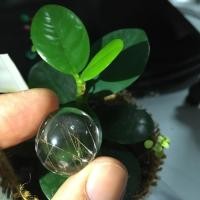 ราคา ไหมทอง โป่งข่าม ควอตซ์ หัวแหวน Quartz , for made ring,Loose stone (5731924986)