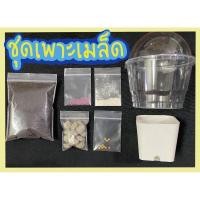 ราคา ชุดเพาะเมล็ดแคคตัส กระบองเพชรชุดเพาะ พร้อมส่ง แคคตัสราคาถูก (6776120004)