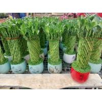 ราคา 25/5/26ไผ่กวนอิม Lucky Bamboo ต้นไผ่กวนอิม มีชื่อวิทยาศาสตร์ว่า : D. braunii Engl. ถิ่นกำเนิด ทวีปแอฟริกา เป็นไม้ประดับ (44202223642)