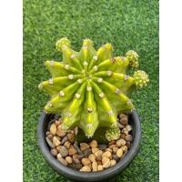 ราคา อิชินอปเลม่อน (Echinopsis Lemon) ไม้กราฟ แคคตัส กระบองเพชร cactus (24325619779)