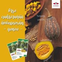 ราคา ฟักทอง บัตเตอร์นัท บัทเตอร์นัท ฟักทองถุงทอง ศรแดง 10เมล็ด (1956475120)