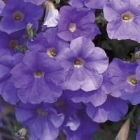 ราคา 50 เมล็ด ดอกพิทูเนีย ดอกพิทูเนียพันธุ์เตี้ย Dwarf Petunia Flower Seed สายพันธุ์ sky blue (42672787840)