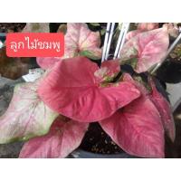 ราคา บอนสี (((ต้นเล็ก))) ลูกไม้ชมพูและลูกไม้ม่วง ต้นแม่ตามรูป โปรดอ่านรายระเอียดก่อนตัดสินใจ (10365396640)