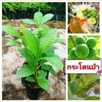 ราคา กระโดนป่า,จิกนา ผักพื้นบ้าน ทางยอดสดกับน้ำพริก ต้นกล้าเเข็งเเรงพร้อมปลูก สินค้าเสียหายยินดีเคลมฟรี (16099365661)