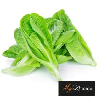 ราคา มายช้อยส์สลัดคอส My Choice Cos Lettuce (47853169634)