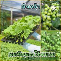 ราคา ต้นกล้ามะเขือพวงไร้หนาม จำนวน50ต้น พร้อมปลูก แข็งแรง รากแน่น ต้นกล้ามะเขือพวง (54203198130)