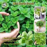 ราคา เมล็ดพันธุ์ สะระแหน่ เมล็ดสะระแหน่ Bonsai Peppermint Seeds Fresh Edible Mint Plant Herbs Seeds เมล็ดดอกไม้ พืชไล่ยุง (24043271611)