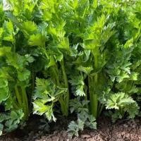 ราคา Celery Seeds 1500 เมล็ด คึ่นฉ่าย พันธุ์ต้นใหญ่ เมล็ดพันธุ์นอก Celery Seeds เมล็ดผักง่าย ๆ (52565496963)
