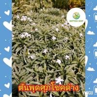 ราคา ต้นพุด​ศุภ​โชค​ด่าง​ ต้น​ศุภ​โชค​ใขด่าง​ ถุง​ช​ำ​ 4นิ้ว​ ต้น​ไม้​มงคล​ (9614153830)