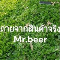 ราคา หญ้าไทเป ชุด 2 ตารางเมตร (18000416373)