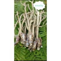 ราคา ชะอมไร้หนามตะพานหิน จำนวน 1 กิ่ง (11801317882)