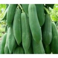 ราคา เมล็ดมะละกอแขกนวล มะละกอแขกนวลเตี้ยลูกดก (3687648704)