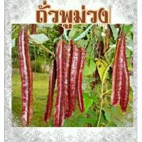 ราคา เมล็ดถั่วพลูสีม่วง - Purple Winged Bean 70 บาท/ซอง (6358341838)