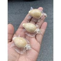 ราคา 1 ตัว เต่าแก้วเป่าจิ๋ว เปลือกหอยเบี้ยรามากี้ เปลือกหอยสะสม เปลือกหอยแท้ (5881395064)