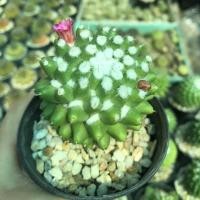 ราคา แมมอิรุซามุ แมมลิลาเรีย ไซค์ให้ดอก แคคตัส กระบองเพชร (Mammillaria Bucareliensis Erusamu) (8415215295)
