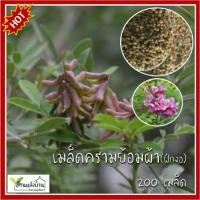 ราคา 200 เมล็ด ครามย้อมผ้า ครามฝักงอ เมล็ดครามฝักงอ เมล็ดคราม คราม ครามย้อมผ้า เมล็ดครามย้อมผ้า (18231051678)