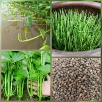 ราคา เมล็ดผักบุ้งแก้ว 300 เมล็ด ผักบุ้งเย็นตาโฟ ผักบุ้ง เมล็ดผักสวนครัว (27954074111)