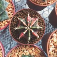 ราคา Gymnocalycium mihanovichii variegata⛵️ ขนาด 4 cm (2061059)