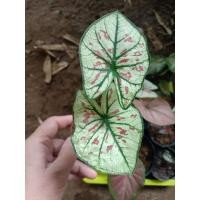 ราคา บอนสี “ไทยนิยม” Caladium (ขายต้นในรูป) (11753129468)