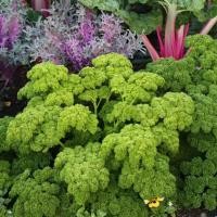 ราคา พาสเลย์อิตาเลี่ยนใบใหญ่ 100เมล็ด Curled Parsley Seeds งอกสูงแท้100% นำเข้าจากต่างประเทศ ราคาถูก ดี งอกสูง (41726471664)