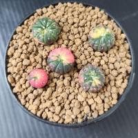 ราคา แอสโตรด่างยกพอท สวยๆ(astrophytum asterias variegated) #แอสโตรด่าง (9026587659)