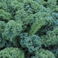 ราคา 50 เมล็ด ผักคะน้า บูลเคล ใบหยิก Blue Curled Scotch Kale Seeds (45959340701)