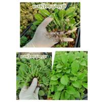 ราคา ต้นมะพร้าวทะเลทราย มะพร้าวทะเลทรายใบยาว (10966672397)