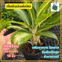ราคา ต้นบัลลังค์เงิน ส่งพร้อมกระถางดำ 10 นิ้ว เสริมโชคลาภ การเงินไหลมา ช่วยเรื่องความมั่นคง มั่งคั่ง เป็นไม้ประดับที่คนนิยม (49809375175)
