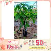 ราคา ต้นมะม่วงขายตึก (มะม่วงพันธุ์โบราณของแปดริ้ว) (17313968863)