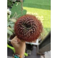 ราคา หน่เด็ดสดรีบูเทียหนามแดง (13379678621)