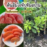 ราคา ส้มโอทับทิมสยาม กิ่งเสียบยอด สูง70ซม. (22683516266)