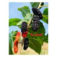 ราคา กิ่งหม่อนดำออสตุรกี 3 กิ่ง 17 บาท (12867277940)
