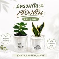 ราคา มัดรวม 2 ต้นช้อนเงิน+ลิ้นมังกรเจดีย์+หินดำ+หินขาว+ กระถางรดน้ำอัตโนมัติ+ปุ๋ยบำรุงต้น (45559205799)
