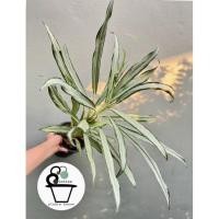 ราคา ต้นเศรษฐีใหม่ Aglaonema (8190323340)
