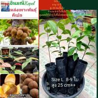 ราคา คีเปล size L ต้นคีเปลผลไม้ตัวหอม ต้นอายุ 1.5ปี สูง 25 cm.8-9ใบ แท้ คีเป คีเปว kepel คเปล (13575582215)