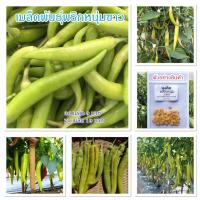 ราคา เมล็ดพันธุ์พริกหนุ่มขาว พริกทำน้ำพริกหนุ่ม บรรจุ 30-70 เมล็ด [10 แถม 1 คละได้] (13193174819)