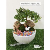 ราคา [[ต้นไม้จริง]] หูกระจงแคระ หรือ แผ่บารมี **ต้นไม้คัดฟอร์มสวยทุกต้น** (13571237753)
