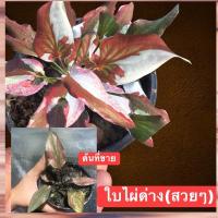 ราคา ใบไผ่ด่าง(บอนสีสวยๆ)น่าสะสมหายาก (ด่างทุกต้น)จัดส่งทั้งกระถาง✔️ (15073372431)