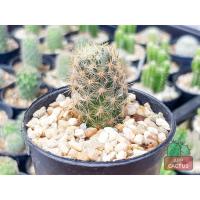 ราคา แมมเม็ดพริก (Mammillaria Prolifera) กระบองเพชร แคคตัส (8351469647)