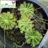 ราคา (ส่งทั้งกระถาง 3 นิ้ว) ต้นหยาดน้ำค้าง Drosera Spatulata โทนสีเขียว สายพันธุ์ สปาตูลาต้า พืชดักจับแมลง น้ำหยาดเยื้ม (28342503271)