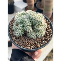 ราคา Mammillaria Schumannii Cristata: แมมชูแมนคริส กระถาง5“แคคตัส กระบองเพชร (46206957523)