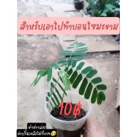 ราคา มะขาม,ต้นกล้ามะขามเปรี้ยว สำหรับทำบอนไซ หรือปลูกทำรั้ว (8726738582)
