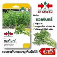 ราคา ขึ้นฉ่าย นวลจันทร์ #เมล็ดพันธุ์ผักขึ้ฉ่าย #ศรแดง #ผักซอง #ผักสวนครัว #ผักศรแดง ประมาณ 2000 เมล็ด (44276863946)