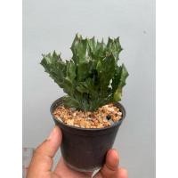 ราคา ยูโฟเบีย หยกกำแพงเมืองจีน (ยูโฟเบีย หยกกำแพงเมืองจีน (Euphorbia lactea cristata)) (23525704010)