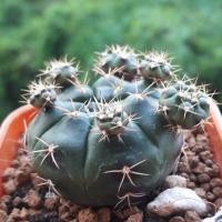 ราคา ยิมโนแม่ลูกดก ยิมโนคาไลเซียม แดมซิไอ ยิมโน แคคตัส กระบองเพชร gymnocalycium damsii cactus (2318142993)