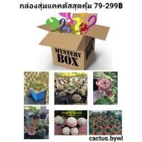 ราคา กระบองเพชร แคคตัสกล่องสุ่ม กล่องสุ่มกระบองเพชรไม้อวบน้ำไซส์แม่พันธ์และไม้ทั่วไป (8006745736)