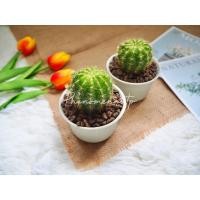 ราคา ดาวล้อมเดือน (Echinopsis Calochlora K.Schum) แคคตัส กระบองเพชร ต้นไม้ฟอกอากาศ (6948399108)