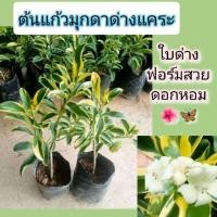 ราคา ต้นแก้วมุกดาด่างแคระใบด่างเขียวเหลืองสวยดอกหอมแบบชำกิ่งสูง30-40ซม. (9175008333)
